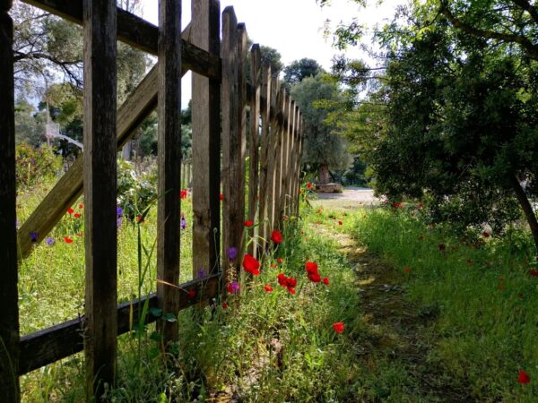 Gartenzaun pflegen – Alter Holzzaun mit Mohnblumen im Grünen Alter Holzzaun mit wilden Blumen – Tipps, um den Gartenzaun zu pflegen