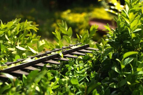 Hecke schneiden mit der Heckenschere