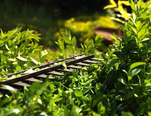 Hecke schneiden mit der Heckenschere Hecke schneiden mit der Heckenschere