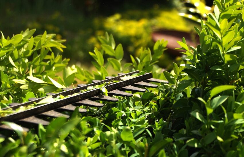 Hecke schneiden mit der Heckenschere