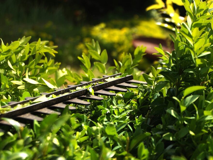 Hecke schneiden mit der Heckenschere