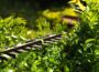 Hecke schneiden mit der Heckenschere