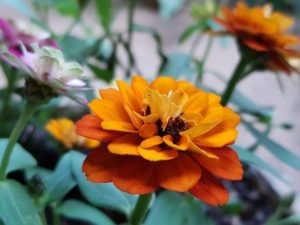 Attraktivität der Pflanzen im Garten