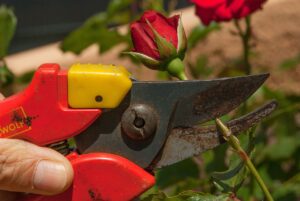 Gartenschere kaufen - Tipsp vor dem Kauf