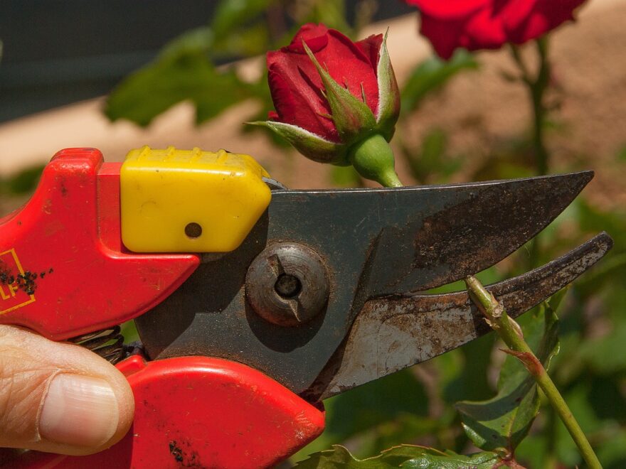 Gartenschere kaufen - Tipsp vor dem Kauf