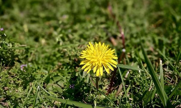 Unkraut im Rasen wie Löwenzahn