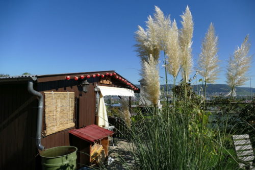 Regentonne kaufen für Gartenhaus