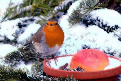 Futterstellen für Vögel im winterlichen Garten einrichten