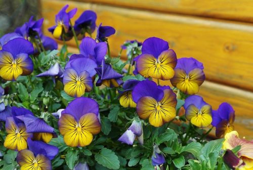 Garten im Frühjahr Stiefmütterchen blühen