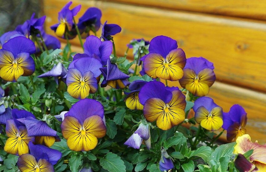 Garten im Frühjahr Stiefmütterchen blühen