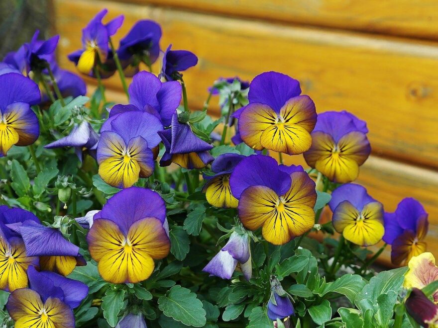 Garten im Frühjahr Stiefmütterchen blühen