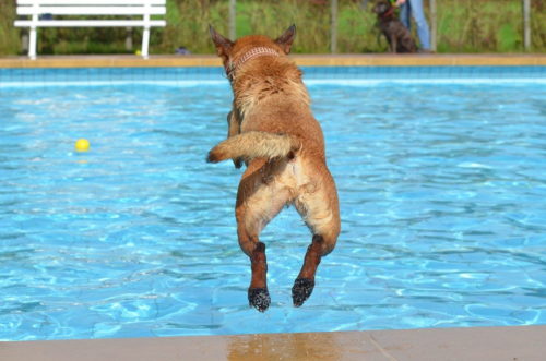 Hund springt in Pool