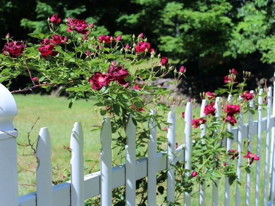 Zaunlatten oder Zaunpfosten beim Gartenzaun