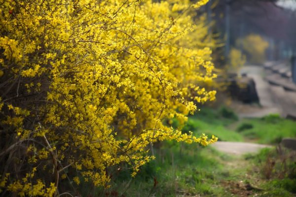 Forsythie - Forsythia