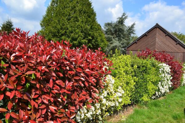 Blühender Sichtschutz für den Garten