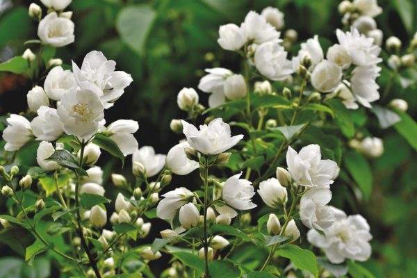 Duftjasmin - Philadelphus coronarius