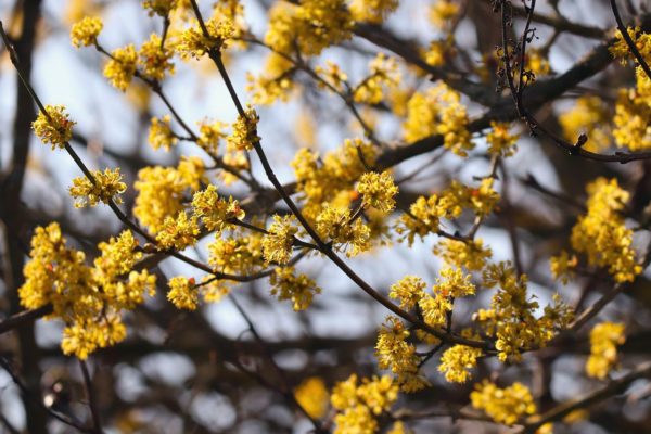 Kornelkirsche - Cornus mas