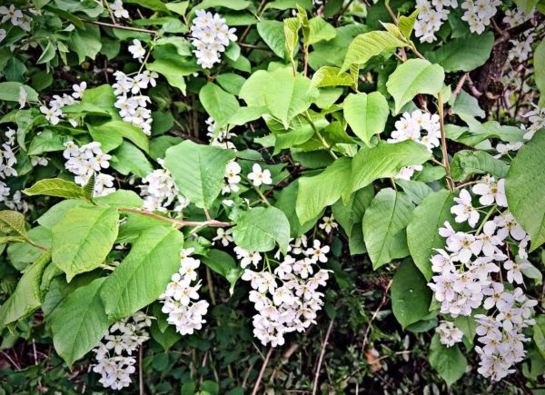 Maiblumenstrauch - Deutzia gracilis