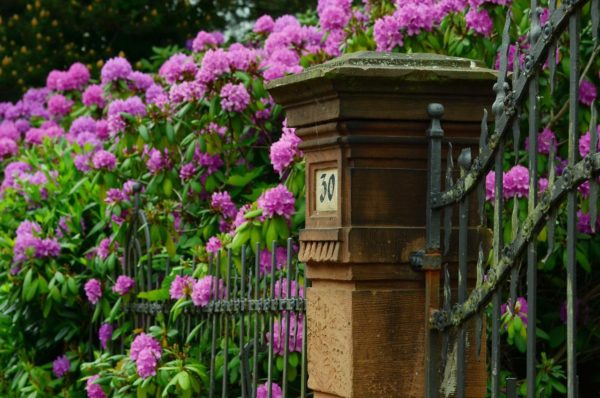 blühender Rhododendron als Sichtschutz im Garten
