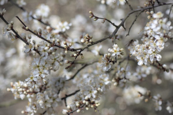 Schwarzdorn - Prunus spinosa