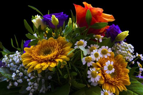 Blumen länger frisch halten