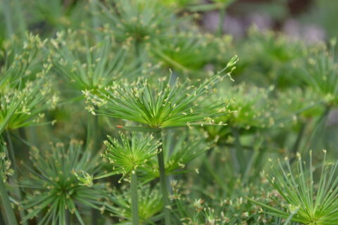 Zypergras - Cyperus alternifolius