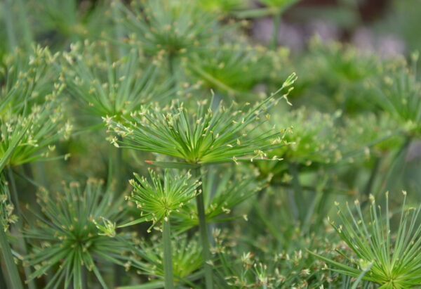 Zypergras - Cyperus alternifolius Zypergras - Cyperus alternifolius