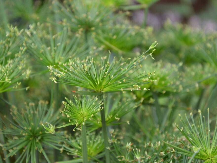 Zypergras - Cyperus alternifolius