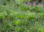 Zypergras - Cyperus alternifolius