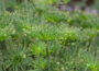 Zypergras - Cyperus alternifolius