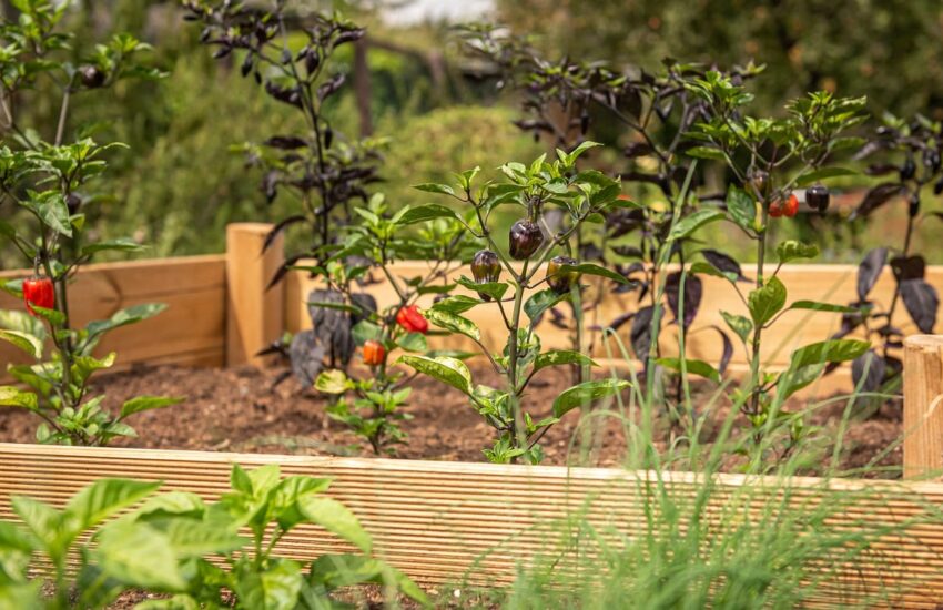 Hochbeet bepflanzen im Frühling