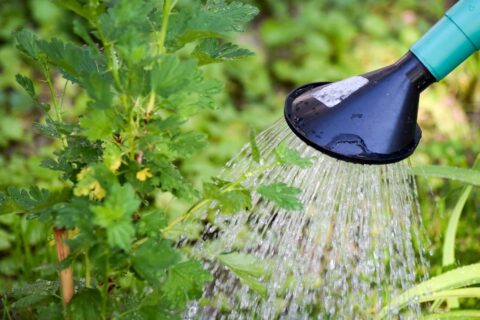 Bedeutung der Gartenbewässerung