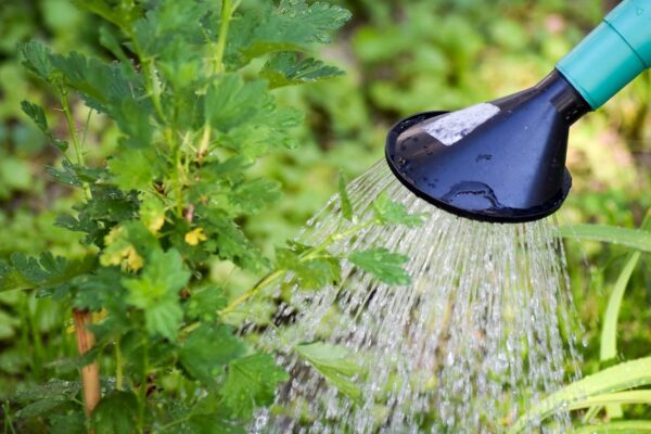Bedeutung der Gartenbewässerung Bedeutung der Gartenbewässerung
