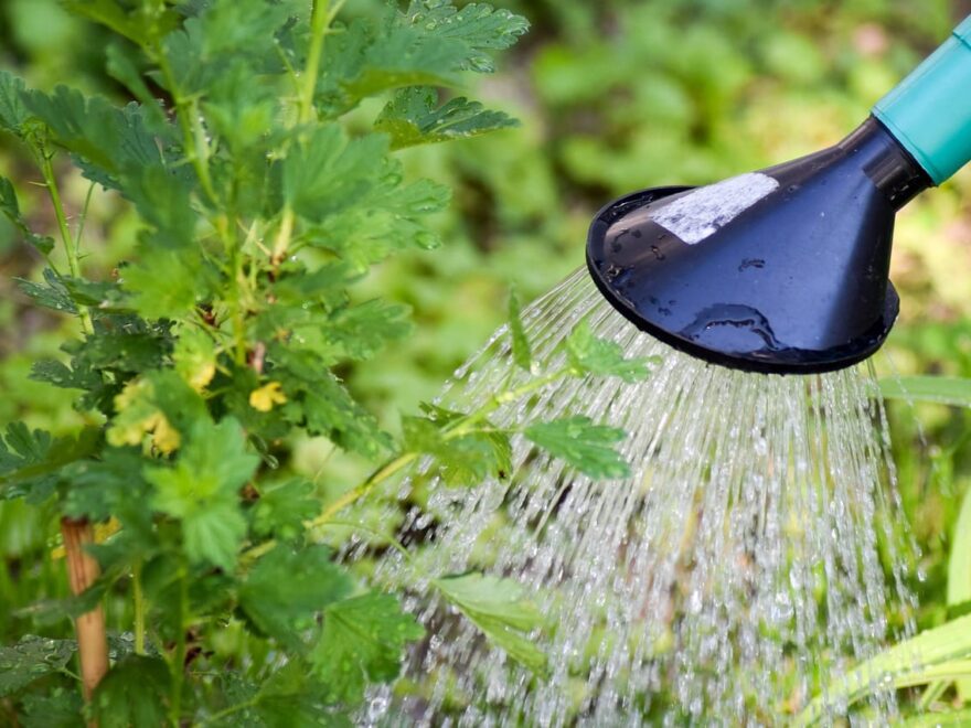 Bedeutung der Gartenbewässerung