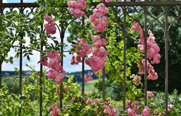 Metallzaun als Rankhilfe für Rosen