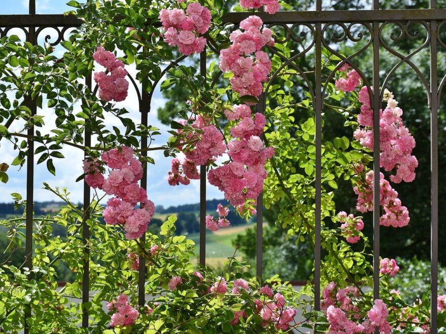 Metallzaun als Rankhilfe für Rosen
