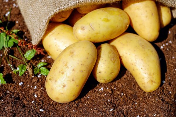 reiche Ernte dank Düngerstreuer reiche Ernte dank Düngerstreuer
