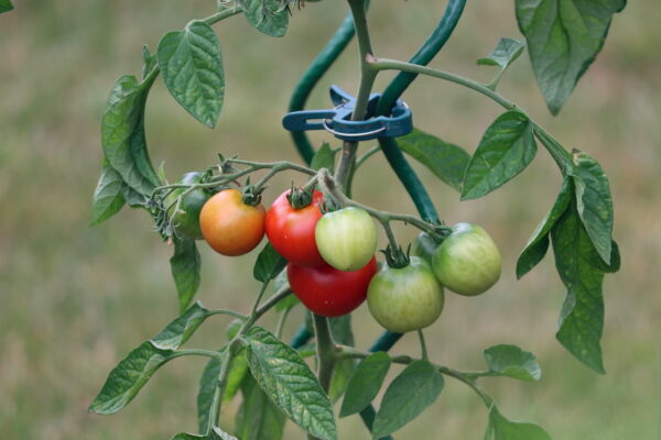 Tomatenpflanze mit Rankhilfe Tomatenpflanze mit Rankhilfe