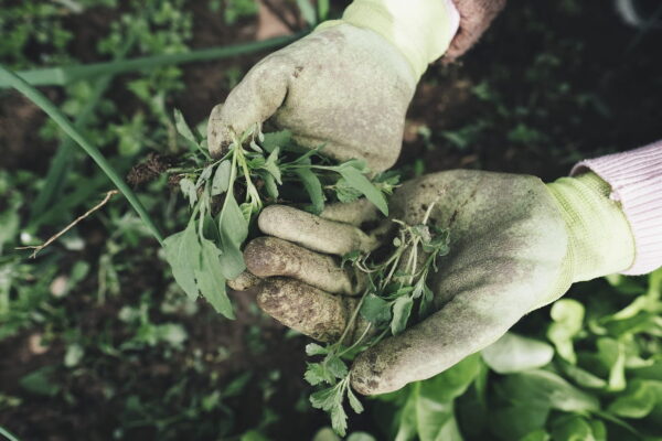 weniger Unkrautvernichter im Garten nutzen