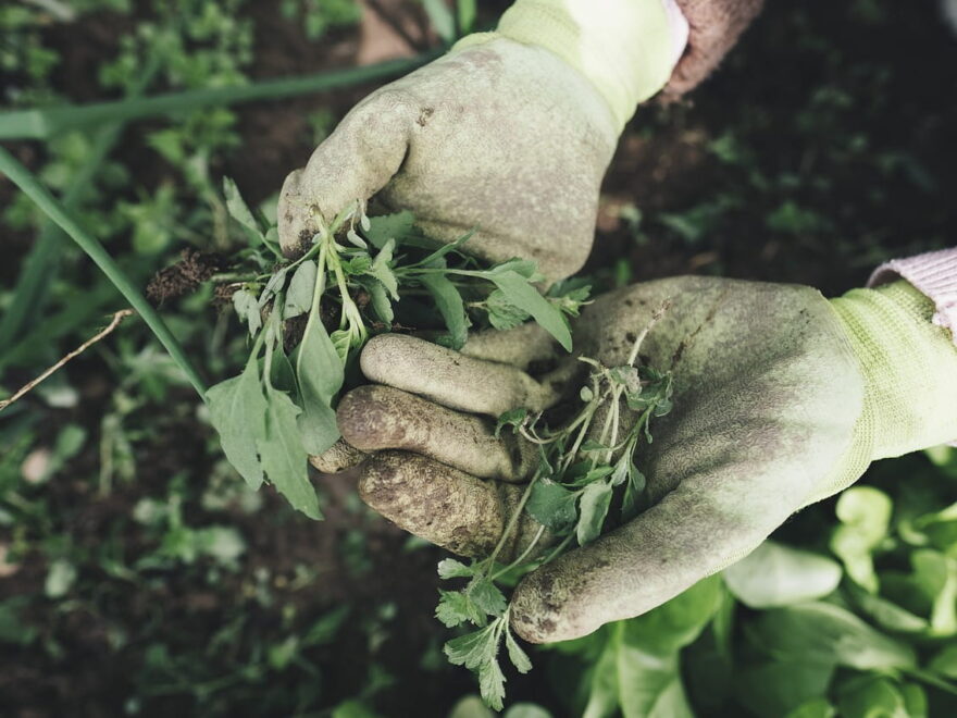 weniger Unkrautvernichter im Garten nutzen