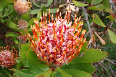 Sommergarten gestalten mit exotischen Pflanzen wie der Protea