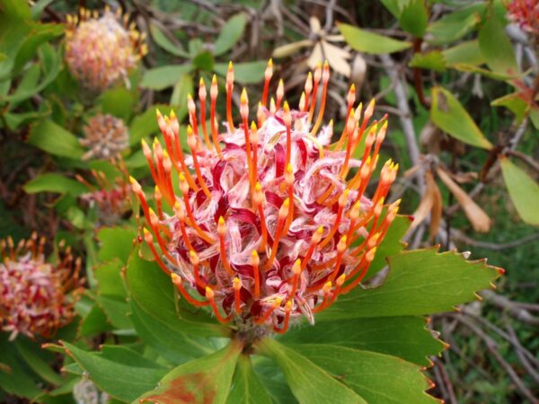 Sommergarten gestalten mit exotischen Pflanzen wie der Protea