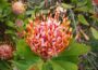 Sommergarten gestalten mit exotischen Pflanzen wie der Protea